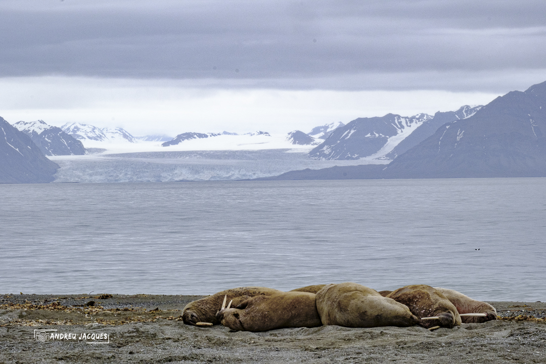 svalbard-120