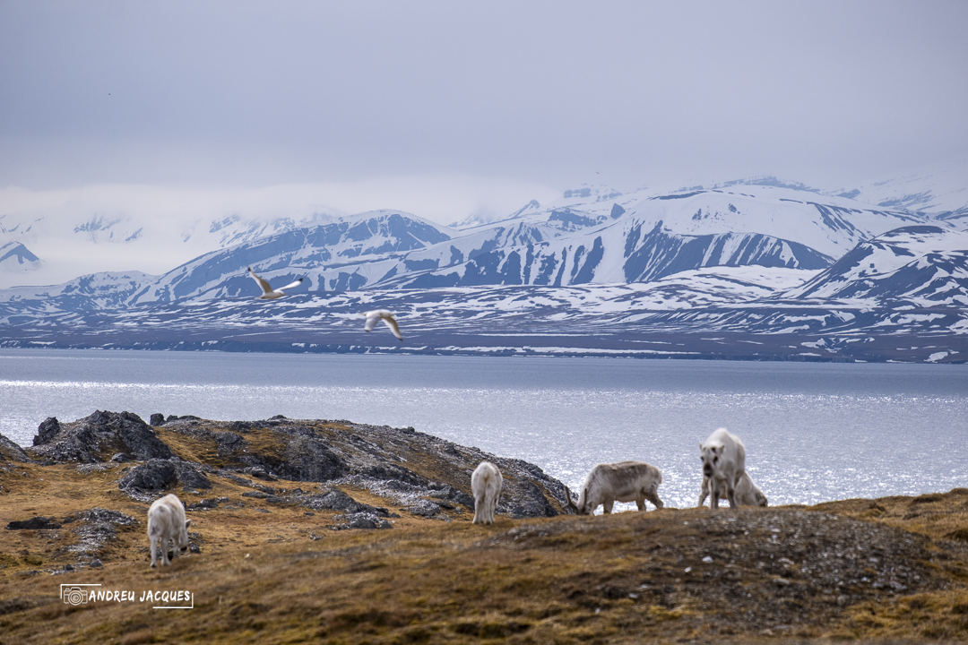 svalbard-15