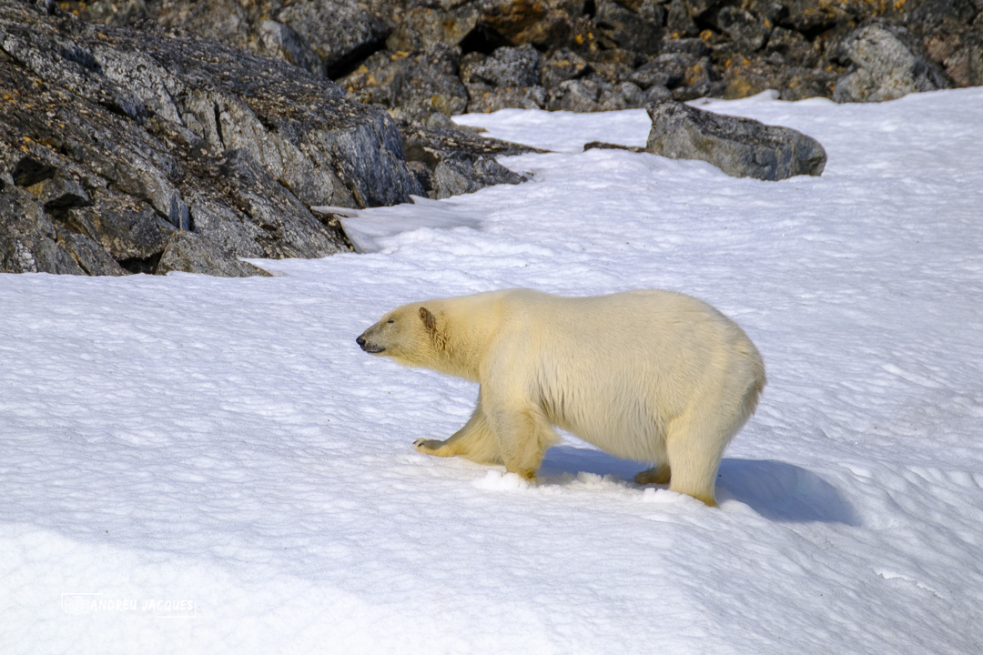 svalbard-62